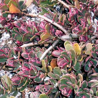 Sedum spurium Variegatum - Orpin panaché Godet de 8/9 cm