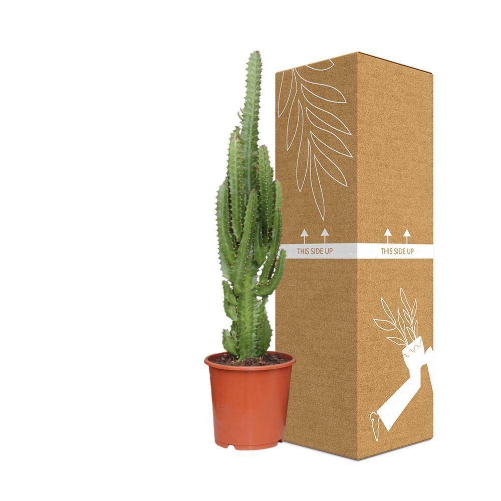 La Green Touch - Euphorbe Trigona 70cm - Plante d'intérieur- La Green Touch - Image 4