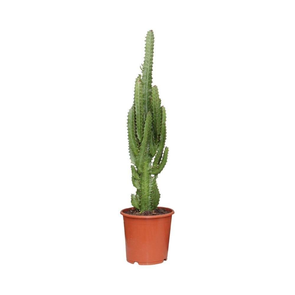 La Green Touch - Euphorbe Trigona 70cm - Plante d'intérieur- La Green Touch - Image 3