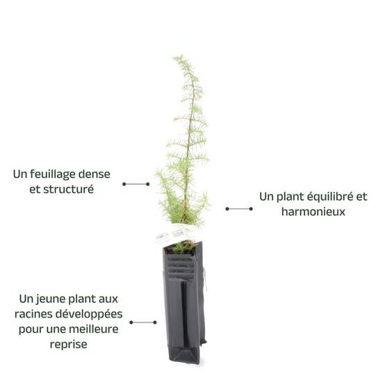 Genièvre (Juniperus communis) - Godet - Taille 15/30cm - Pépinières Naudet - Image 3
