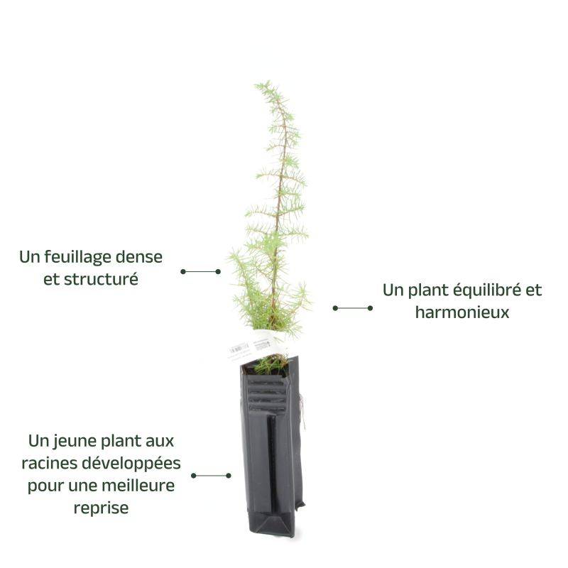 Genièvre (Juniperus communis) - Godet - Taille 15/30cm - Pépinières Naudet - Image 3