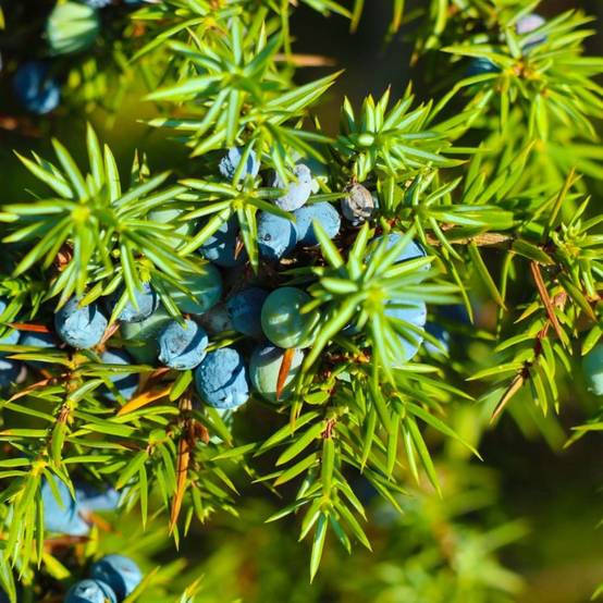 Genièvre (Juniperus communis) - Godet - Taille 15/30cm - Pépinières Naudet - Image 1
