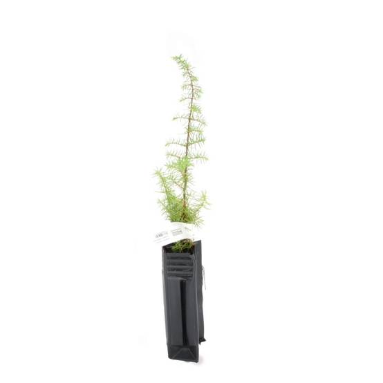 Genièvre (Juniperus communis) - Godet - Taille 15/30cm - Pépinières Naudet - Image 2