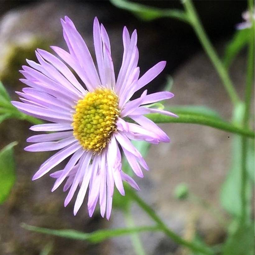 Promesse de Fleurs - Erigeron karvinskianus Lavender Lady - Vergerette Godet de 8/9 cm