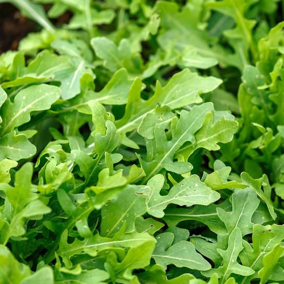 Roquette sauvage Montana - Graines le sachet de 8000 graines environ (2g)
