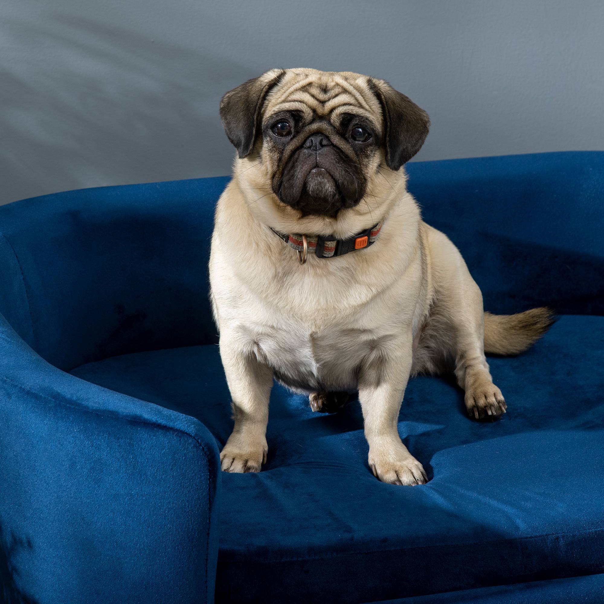 Niche intérieure pour petit chien/chat(max 10kg),bleu - Image 10