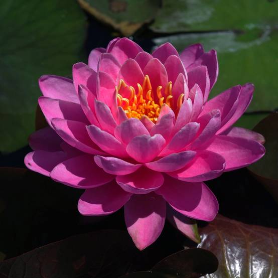 Nymphaea Fire Opal - Nénuphar rustique Pot de 1,5L/2L