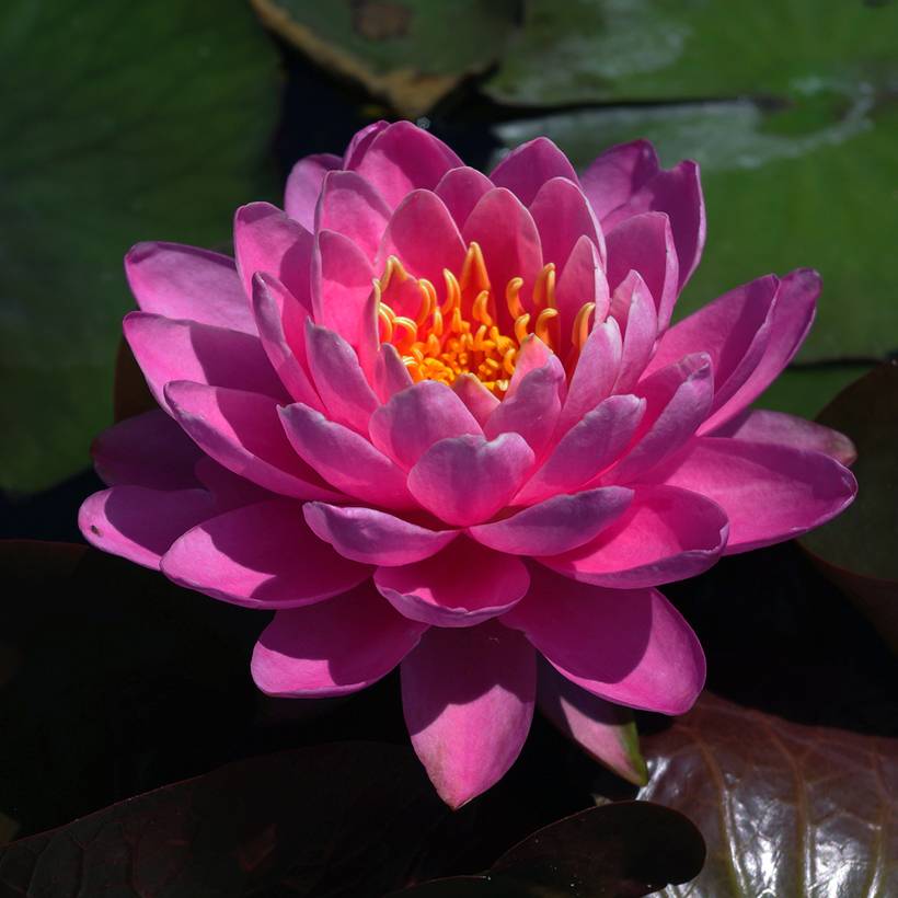 Nymphaea Fire Opal - Nénuphar rustique Pot de 1,5L/2L