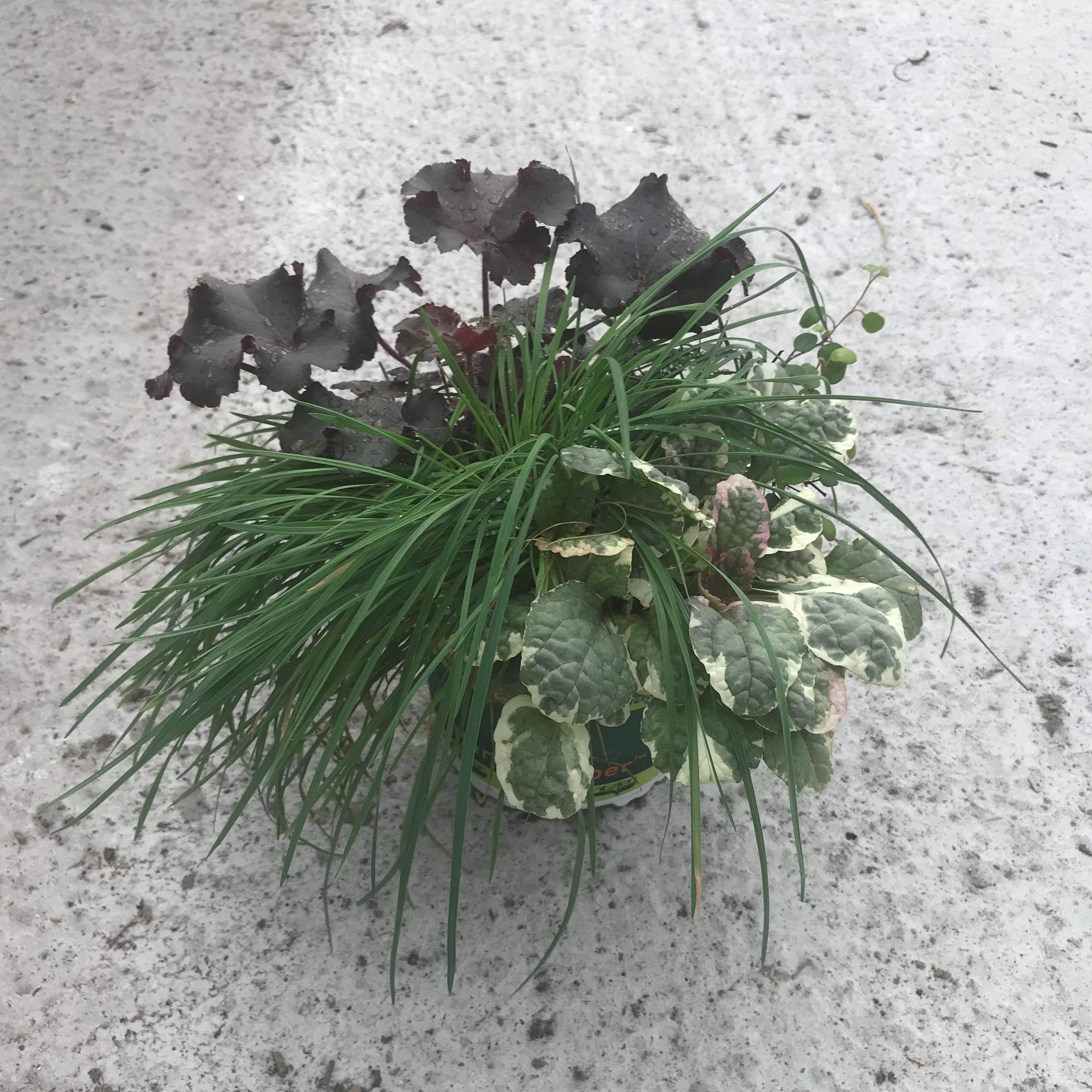Promesse de Fleurs - Composition Sunkissed - composition de 4 plantes Pot de 12 cm / 13 cm