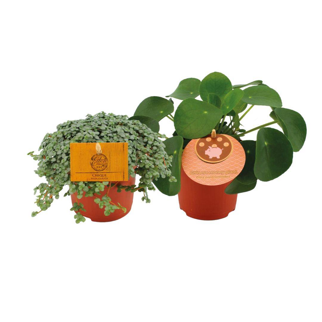 Box - Duo de pilea 15cm - Plante d'intérieur- La Green Touch