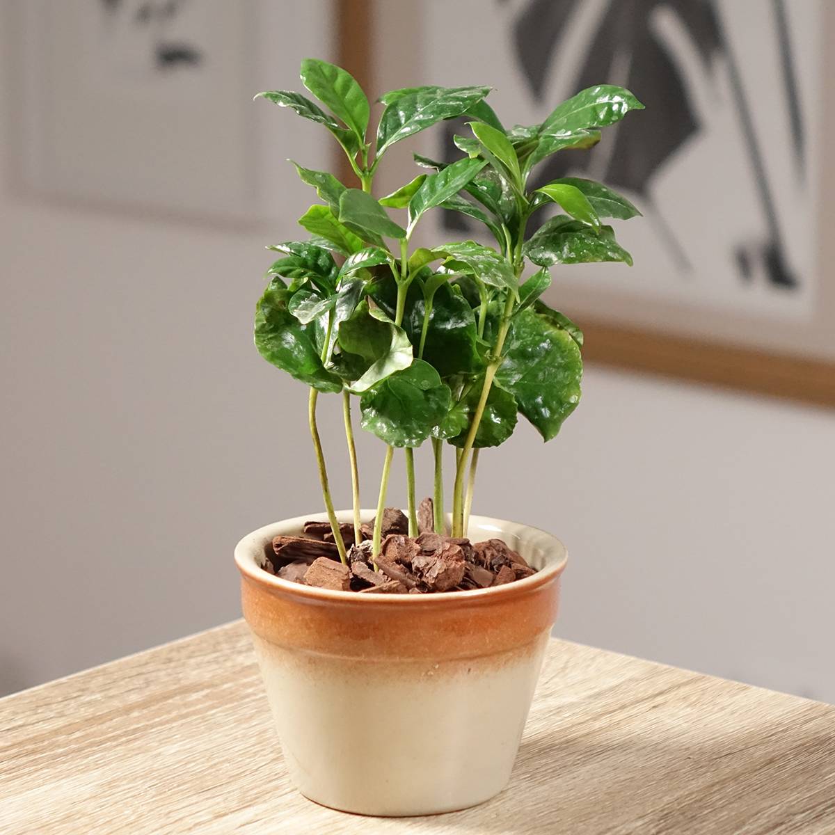 Coffea arabica - Caféier Mini-plante