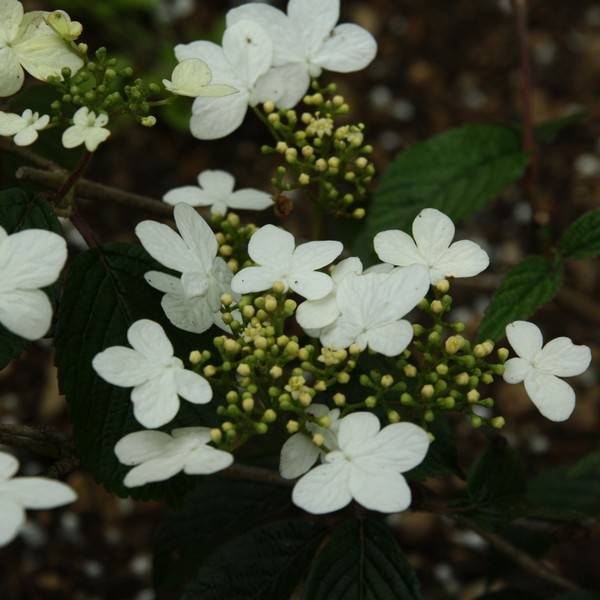 Viorne - Viburnum plicatum Watanabe Godet de 8/9 cm
