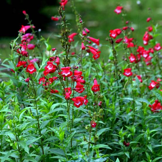 Promesse de Fleurs - Penstemon hybride Rubicundus - Galane Godet de 8/9 cm