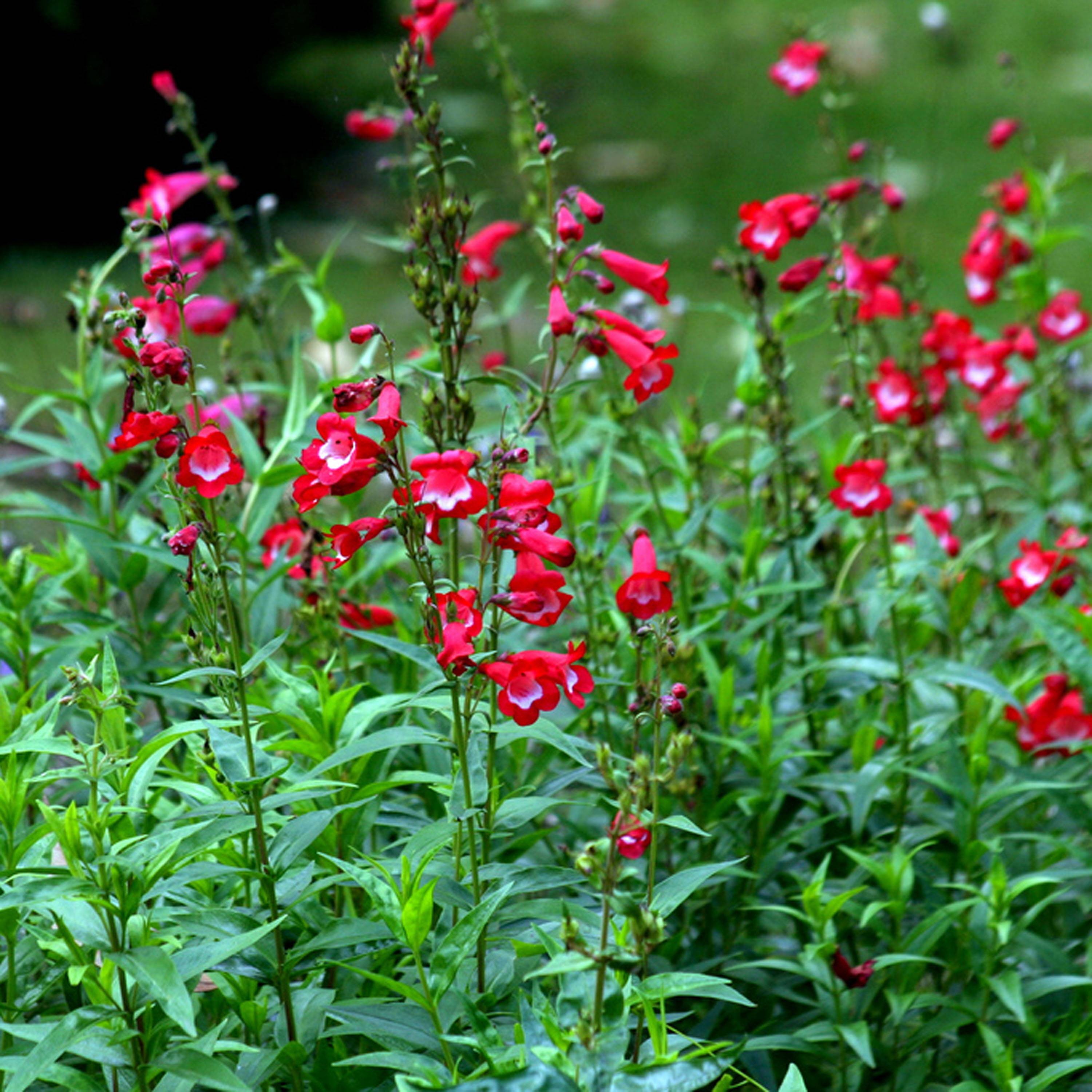 Promesse de Fleurs - Penstemon hybride Rubicundus - Galane Godet de 8/9 cm