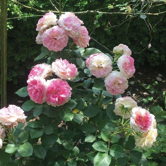 Promesse de Fleurs - Rosier à grandes fleurs Agnès B Pot de 4L/5L