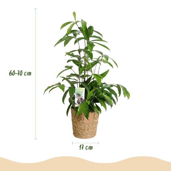 Dracaena Surculosa - D17 H70cm - Image 4