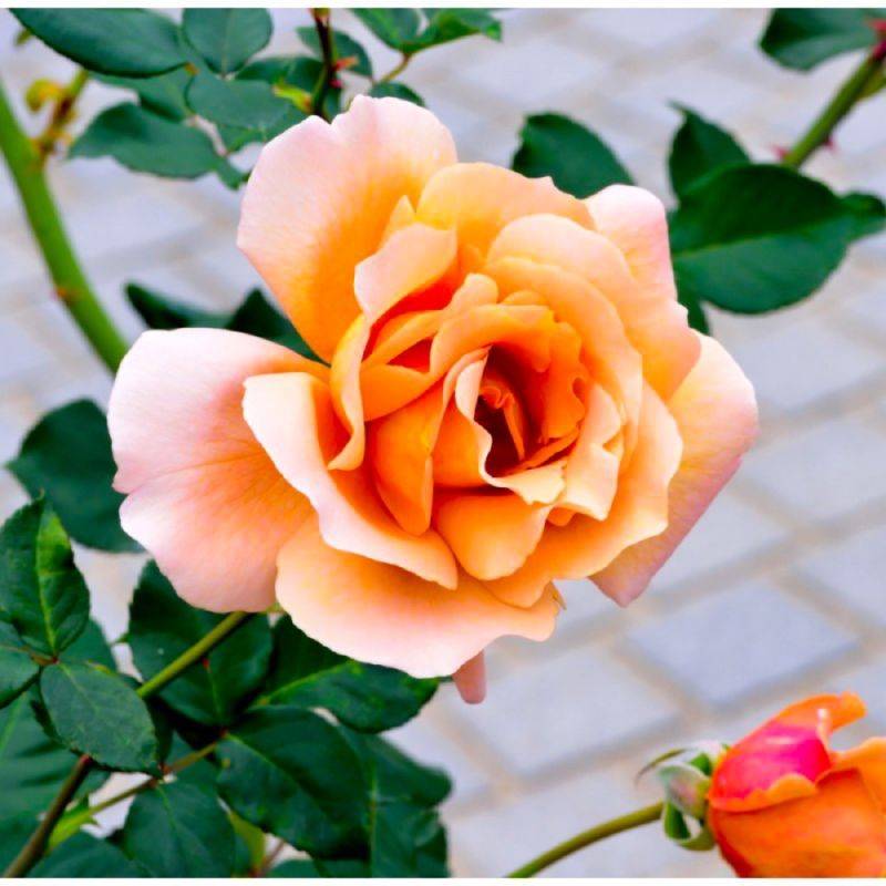 Rosier 'Diorama' - Conteneur 3L - Pépinières Naudet - Image 1
