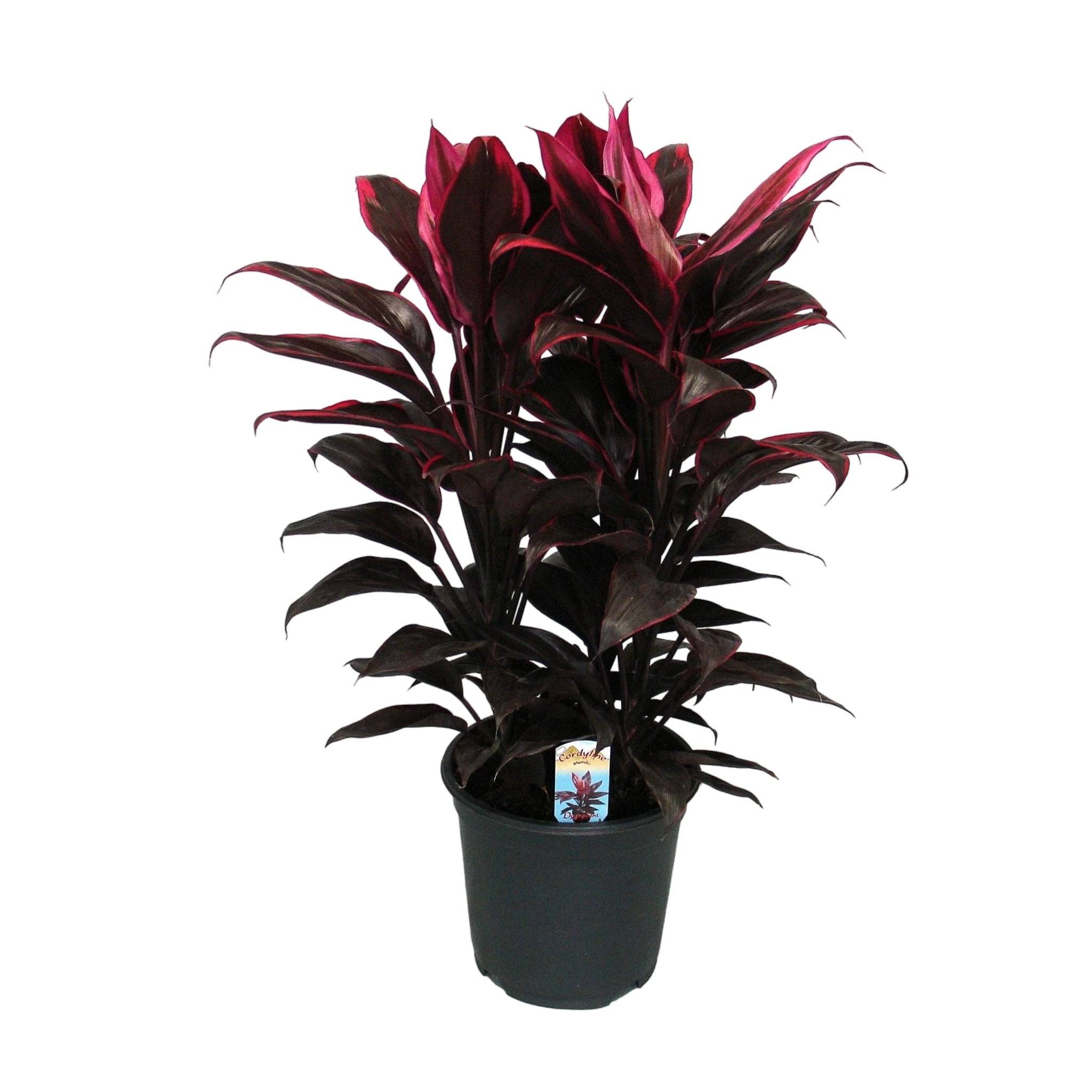 La Green Touch - Cordyline Mambo- La Green Touch - Image 1