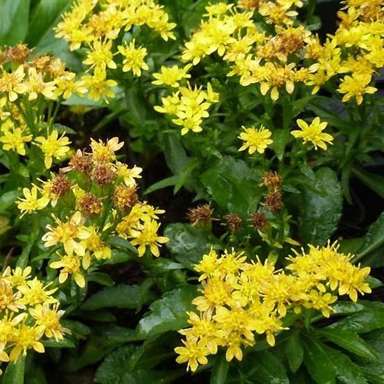 Promesse de Fleurs - Solidago virgaurea ssp Minuta var. Minutissima - Baguette d'Aaron - Verge d'or Godet de 8/9 cm