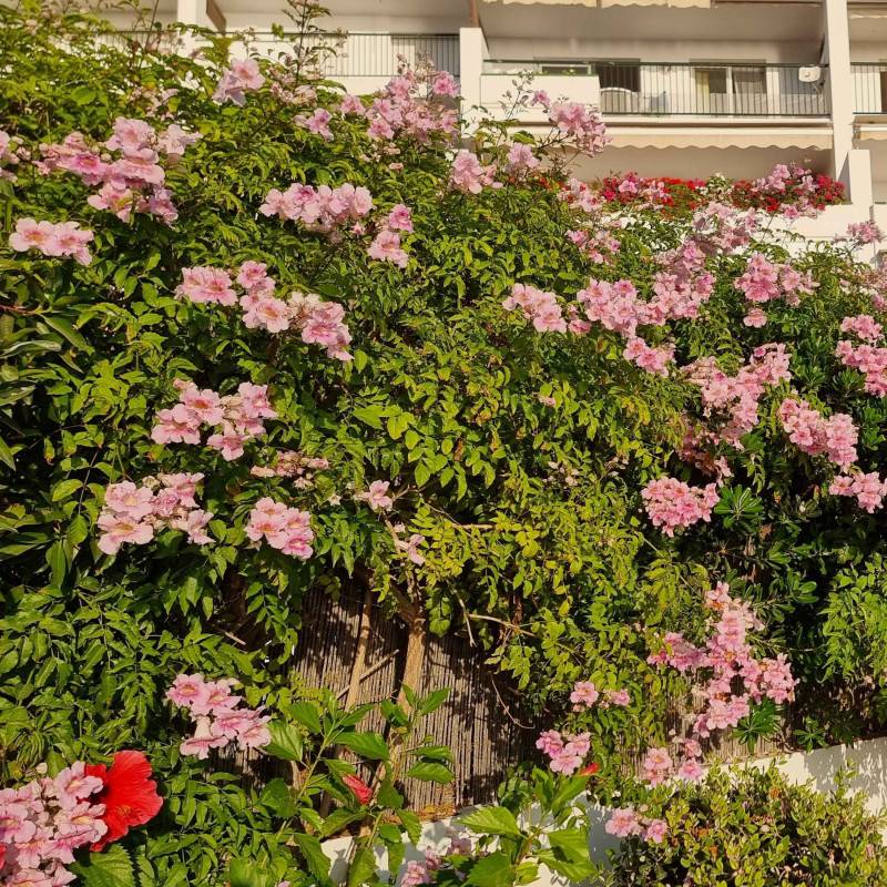 Bignone rose Comtesse Sarah à fleurs Rose - feuillage Caduc - Godet - 5/20 cm-  hauteur à maturité De 2,50 m à 3,00 m - Image 4