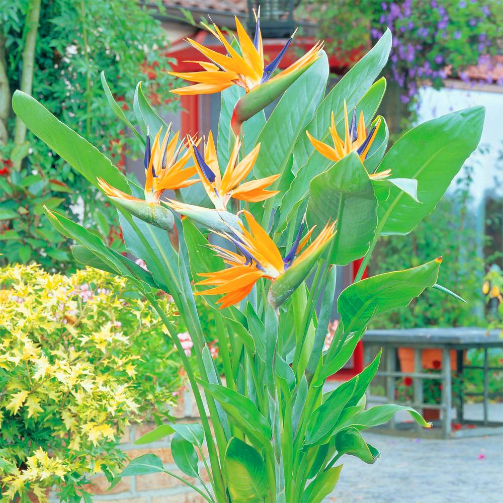 Gardenersdream - Strelitzia Reginae Plante Tropicale Oiseau De Paradis Feuillage Persistant 11 Cm Cultivez Le Vôtre - GardenersDream - Image 1