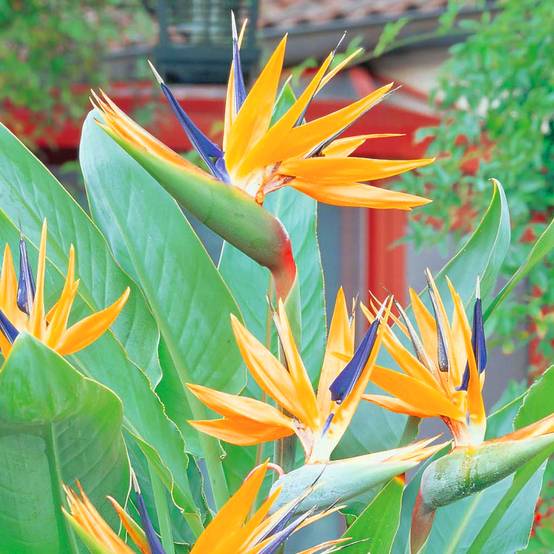 Gardenersdream - Strelitzia Reginae Plante Tropicale Oiseau De Paradis Feuillage Persistant 11 Cm Cultivez Le Vôtre - GardenersDream - Image 2