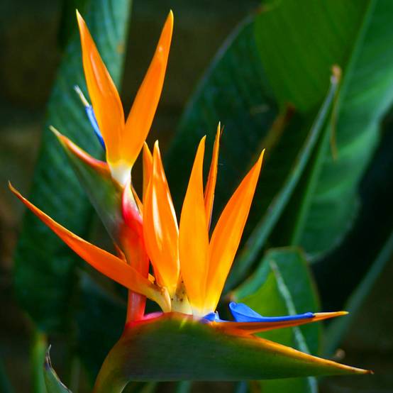 Gardenersdream - Strelitzia Reginae Plante Tropicale Oiseau De Paradis Feuillage Persistant 11 Cm Cultivez Le Vôtre - GardenersDream - Image 3