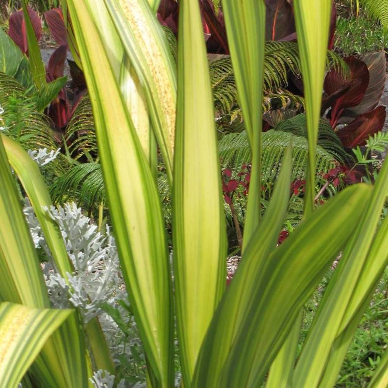 Lin de Nouvelle-Zélande Tricolor, Phormium - Pot de 4L - 20/40 cm
