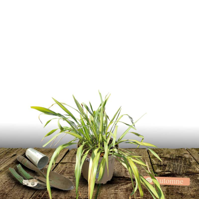 Lin de Nouvelle-Zélande Tricolor, Phormium - Pot de 4L - 20/40 cm - Image 2