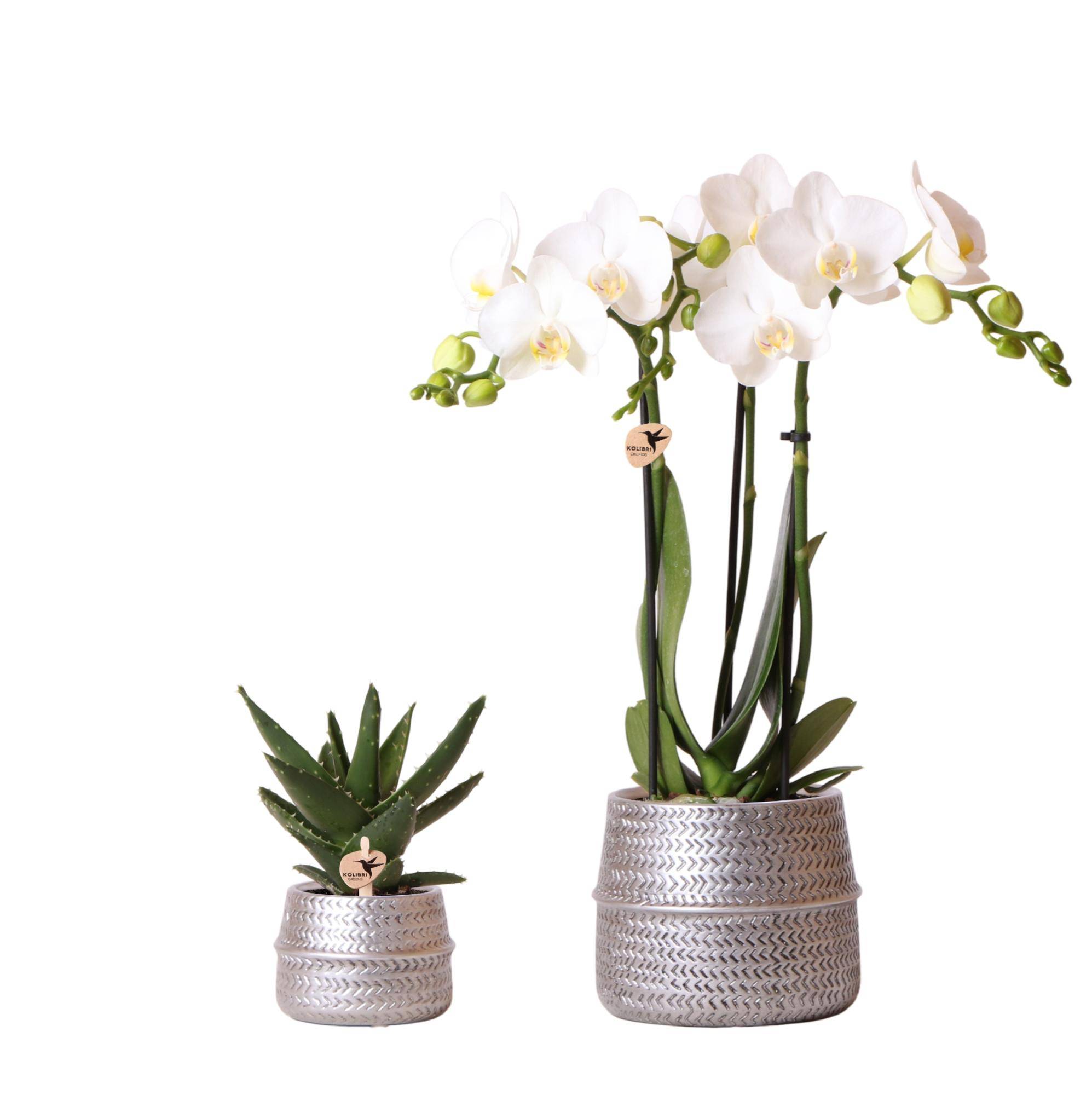 Orchidée Phalaenopsis blanche - Set avec succulente et cache-pots argentés - Pot de 9cm - Plantes d'intérieur - Image 1