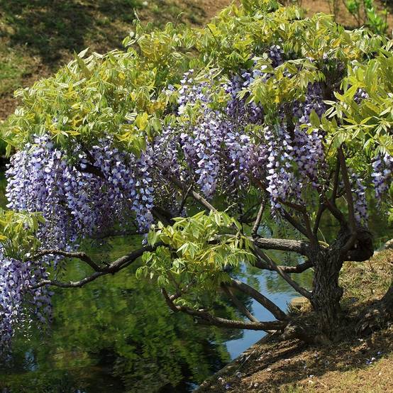 Glycine du Japon - Wisteria floribunda Godet de 8/9 cm