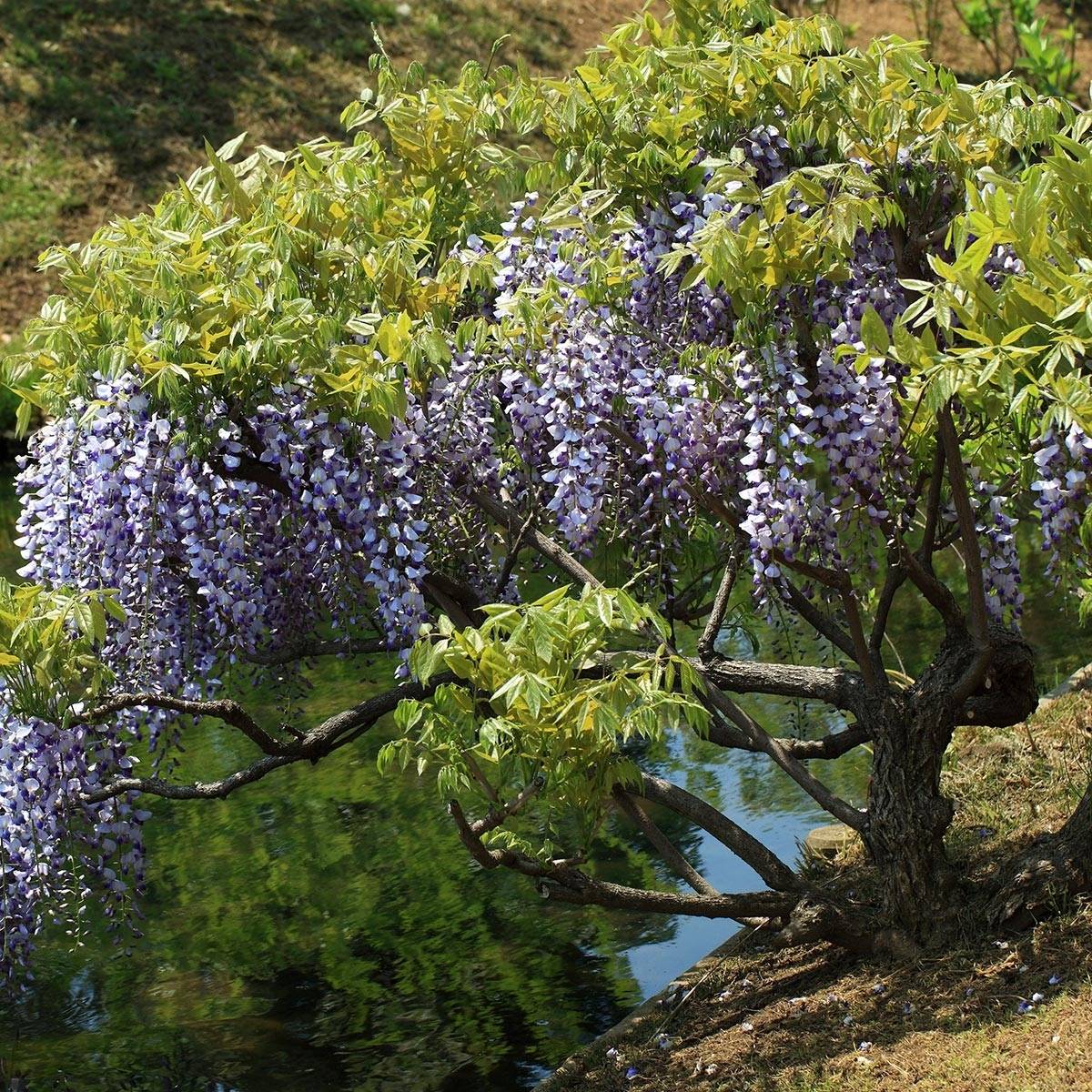 Glycine du Japon - Wisteria floribunda  Godet de 8/9 cm