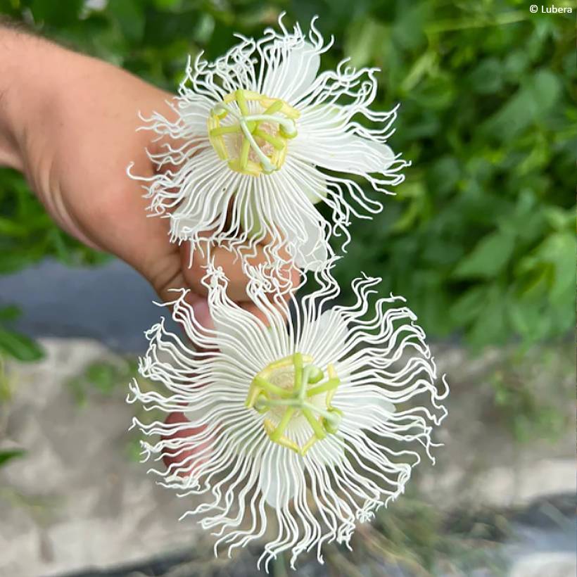 Passiflore Snow Star - Passiflora (x) incarnata Pot de 1,5L/2L