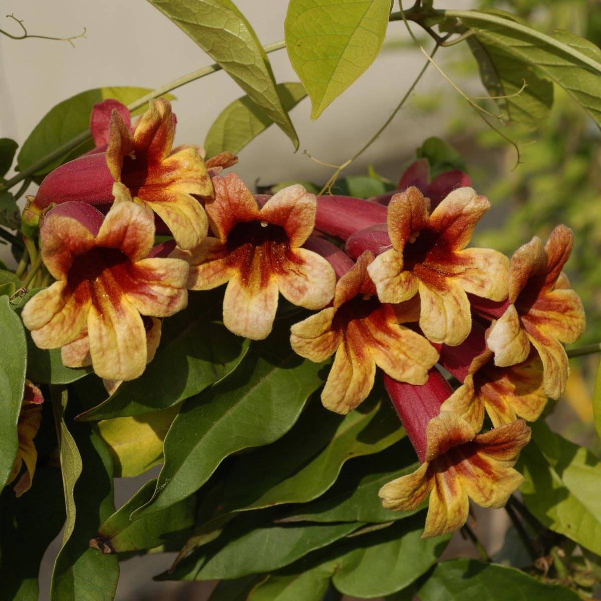Campsis capreolata - Bignone à vrilles Pot de 6L/7L