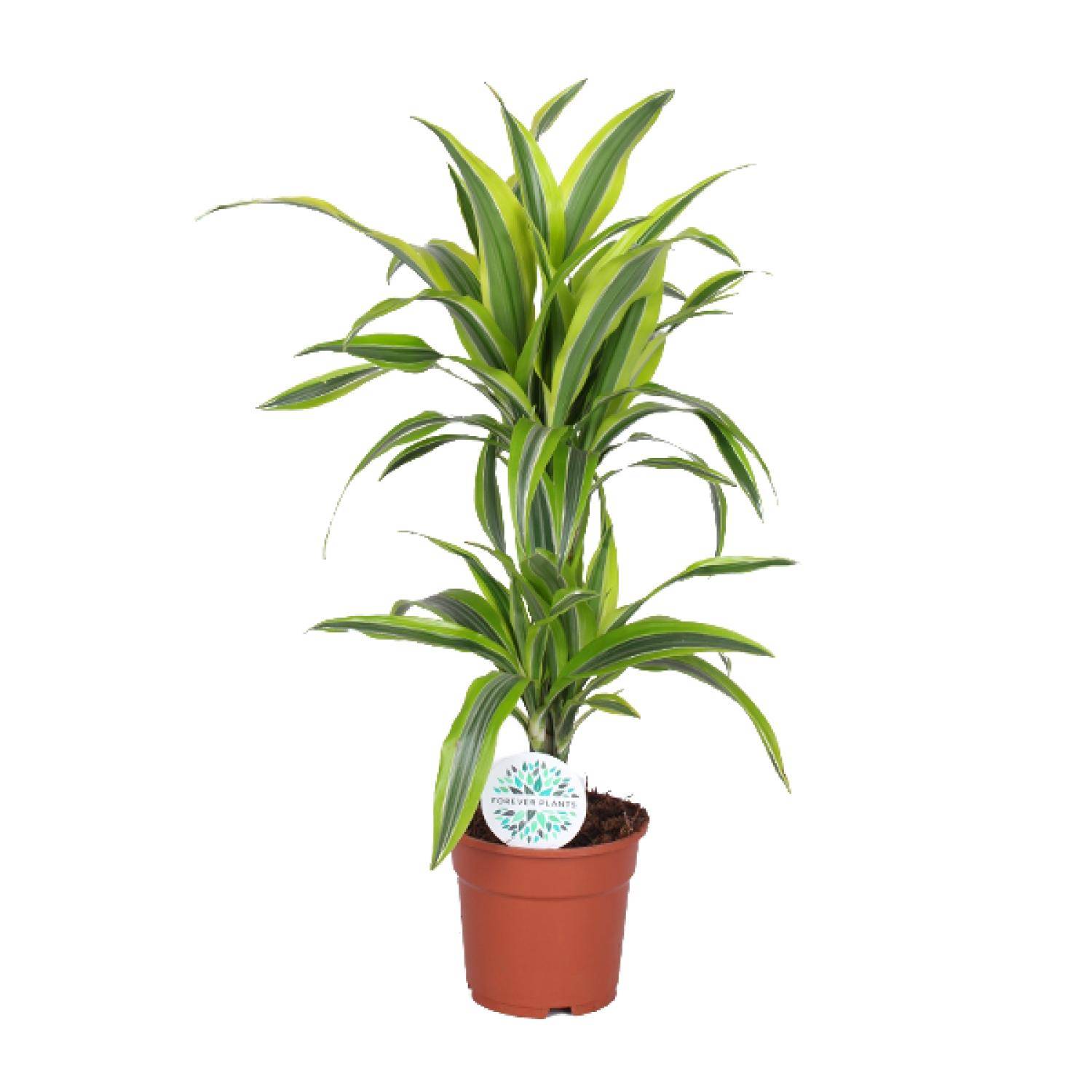 Dracaena Lemon Lime - Ø17cm - ↕65cm - Plantes d'intérieur - Image 1