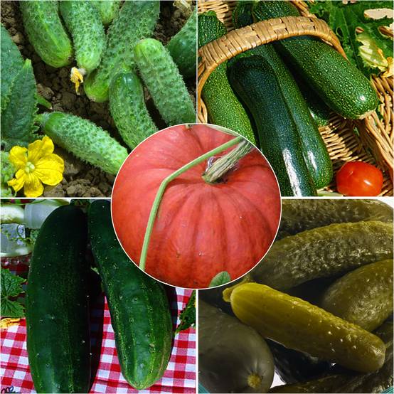 Promesse de Fleurs - Collection de Cucurbitacées - Concombre, Cornichon, Courgette, Potiron - Collection de 5 plantes