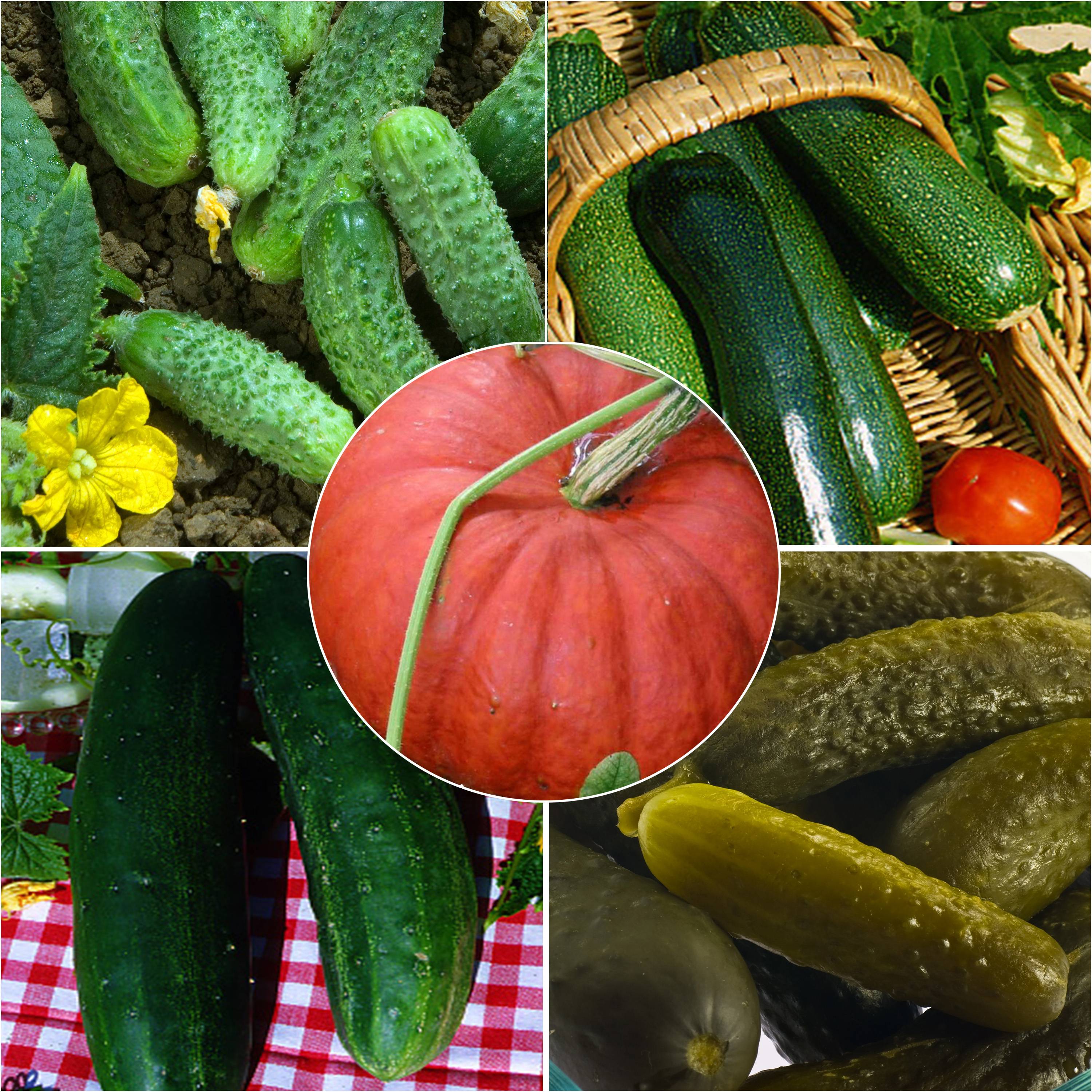 Promesse de Fleurs - Collection de Cucurbitacées - Concombre, Cornichon, Courgette, Potiron - Collection de 5 plantes