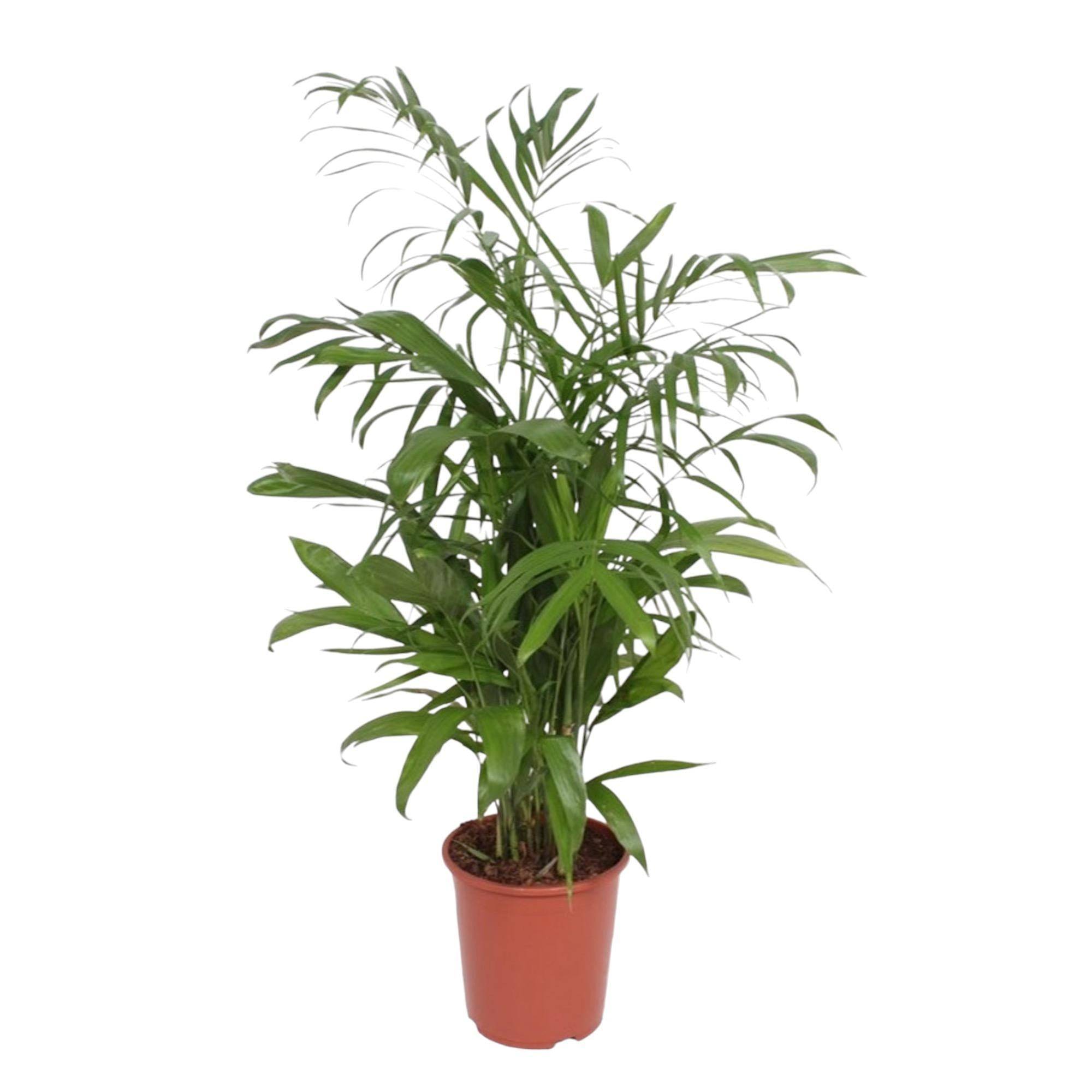 La Green Touch - Chamaedorea Seifrizii - D27 H140cm