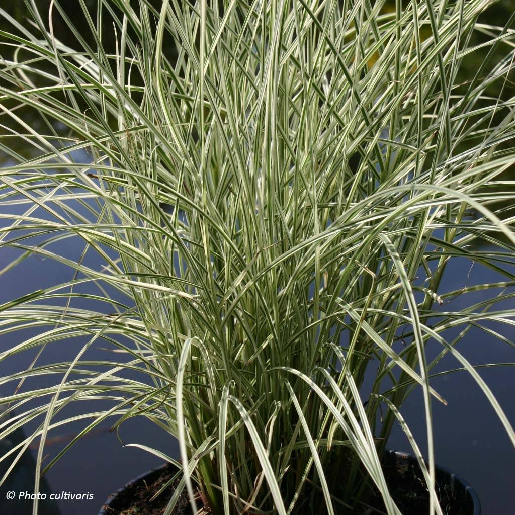 Promesse de Fleurs - Miscanthus sinensis Morning Bright - Roseau de Chine Godet de 8/9 cm