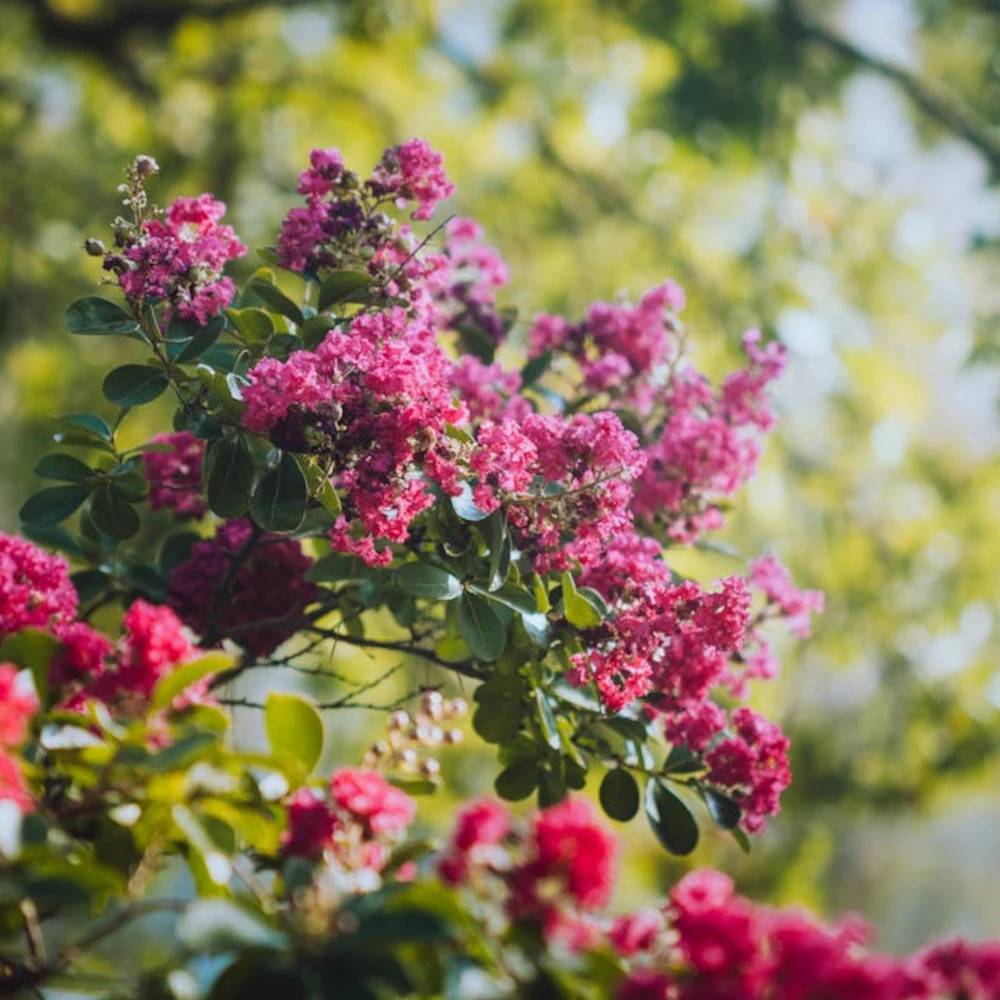 Lilas des Indes La Mousson, Lagerstroemia à fleurs Rouge/Rose - feuillage Caduc - Pot de 3L - Touffe - Image 1