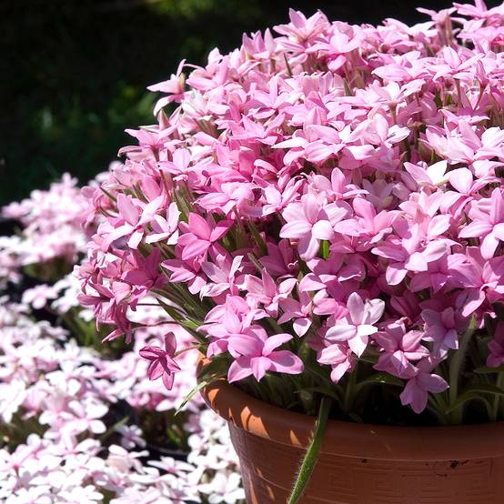 Rhodoxis Abigail Bulbe calibre I (par 3)