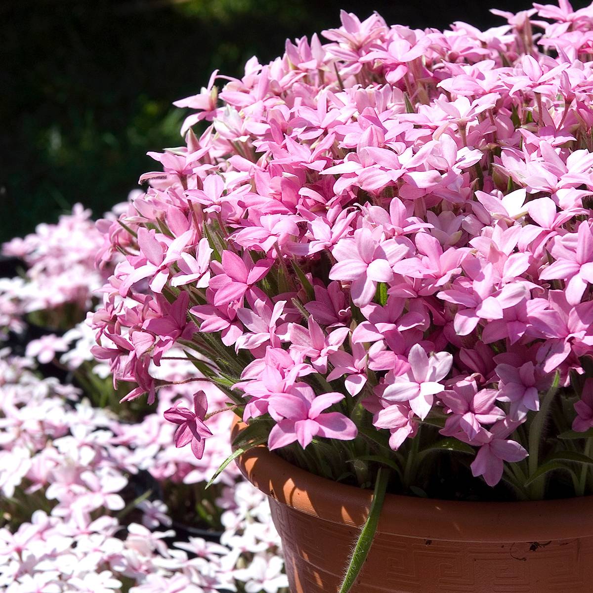 Rhodoxis Abigail Bulbe calibre I (par 3)