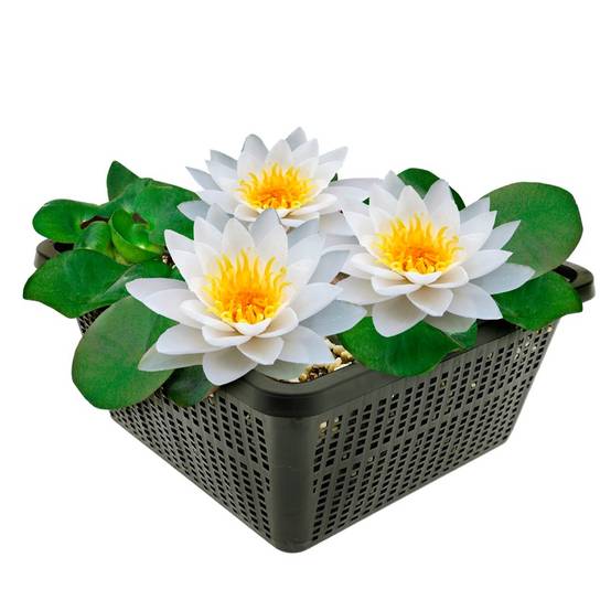 0 - Nénuphar Blanc - Set Complet - incl. Panier Substrat Gravier Aliment - Image 1