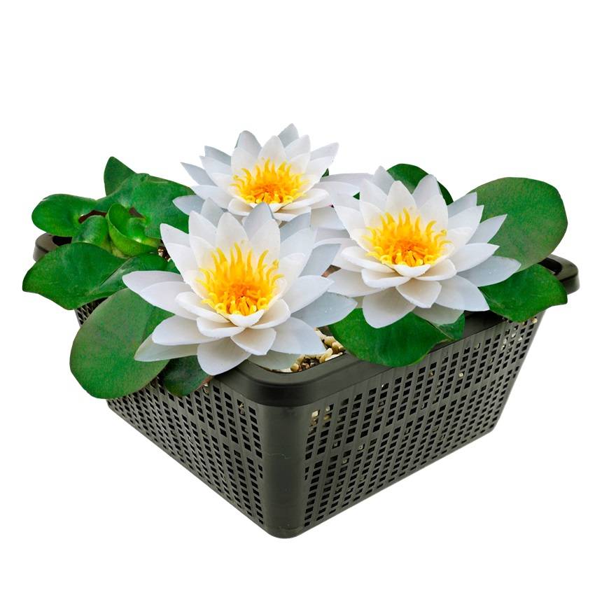 0 - Nénuphar Blanc - Set Complet - incl. Panier Substrat Gravier Aliment - Image 1