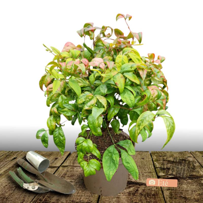 Bambou sacré Fire Power, Nandina - Pot de 7,5L - 60/80 cm - Image 3