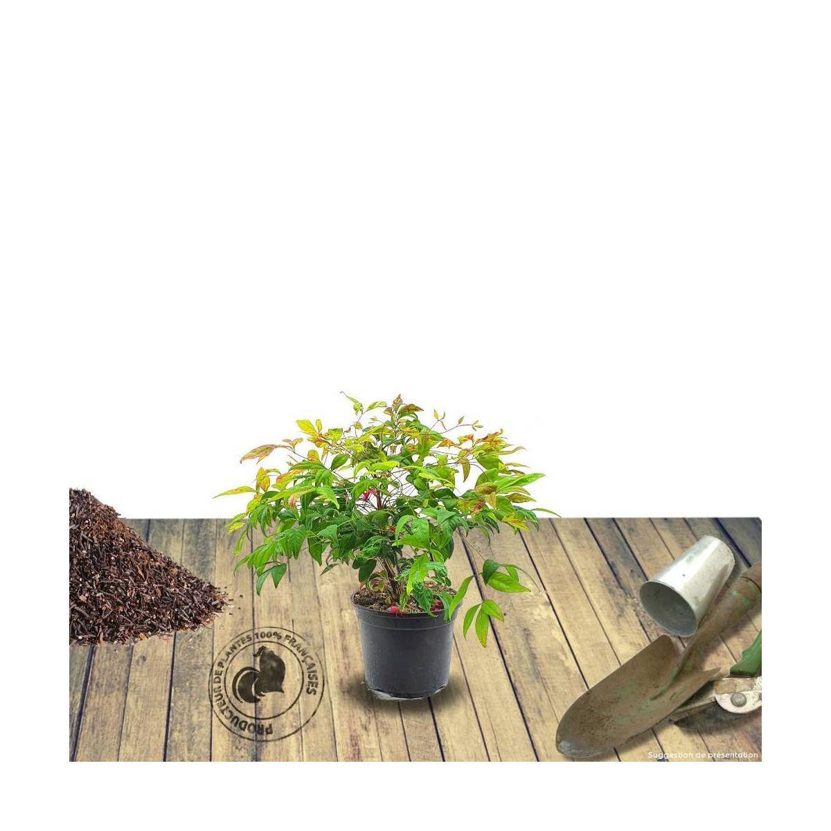 Bambou sacré Fire Power, Nandina - Pot de 7,5L - 60/80 cm - Image 6