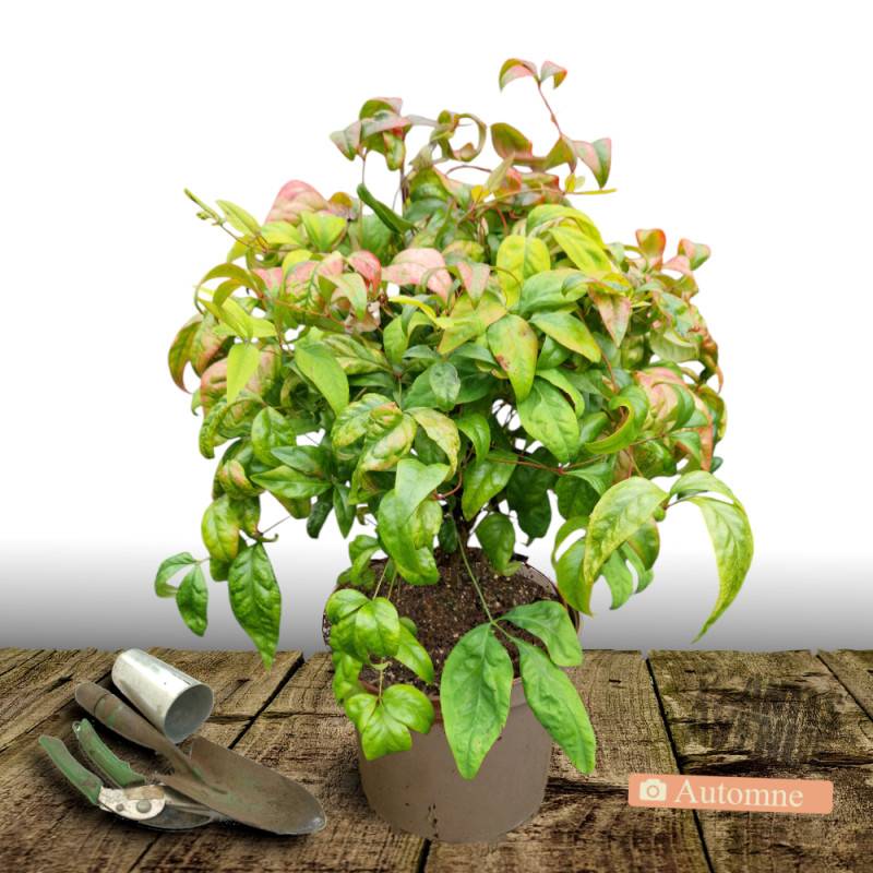 Bambou sacré Fire Power, Nandina - Pot de 7,5L - 60/80 cm - Image 2