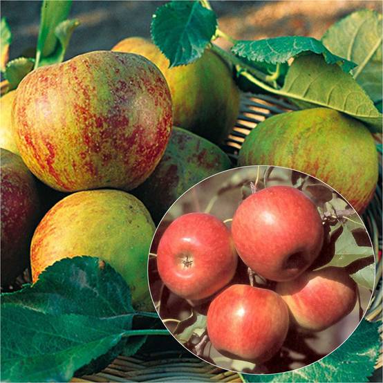 Duo pollinisateur de pommiers en palmette simple U - Collection de 2 plantes