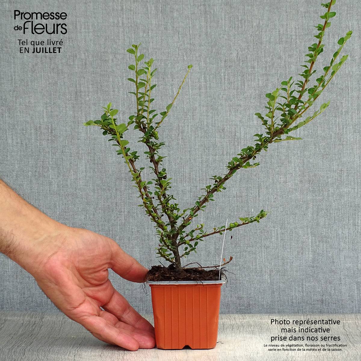 Cotoneaster horizontalis - Cotonéaster rampant Godet de 8/9 cm - Image 2