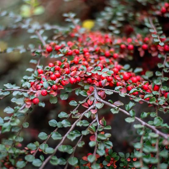 Cotoneaster horizontalis - Cotonéaster rampant Godet de 8/9 cm - Image 1